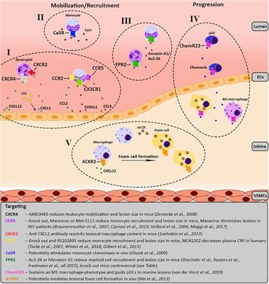 G-Protein Coupled Receptor Targeting on Myeloid Cells in Atherosclerosis